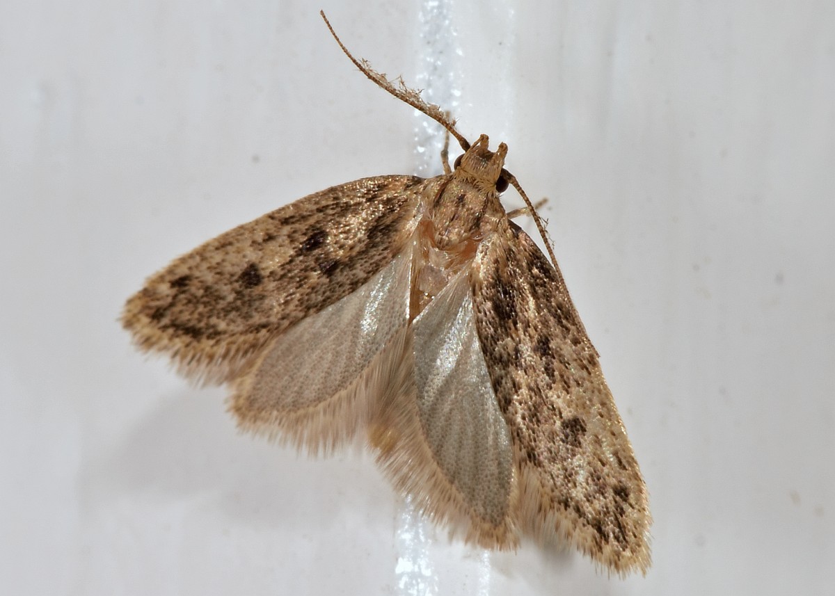 Hofmannophila pseudospretella, Brown House Moth